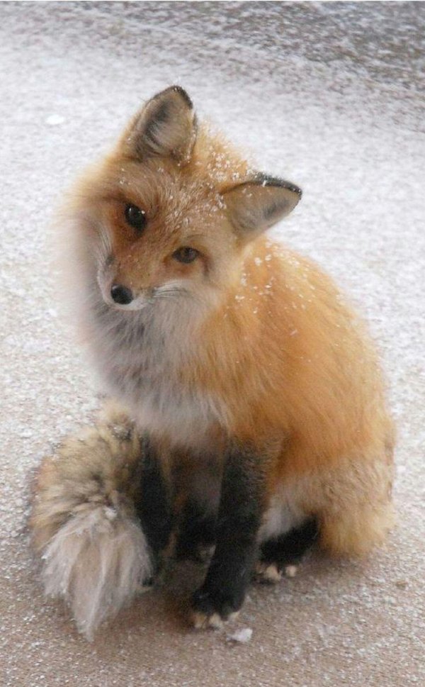 обыкновенная лисица