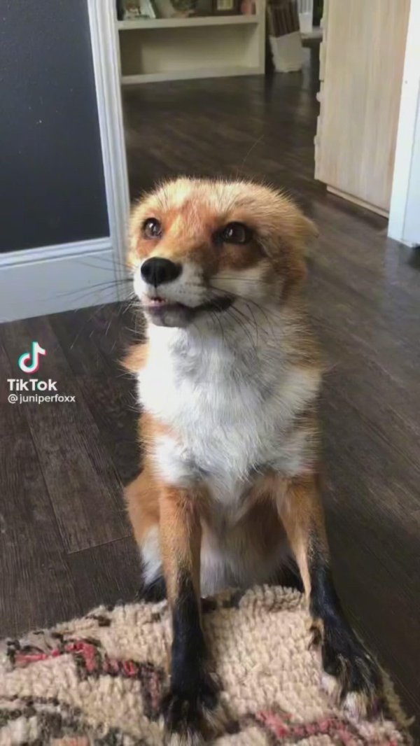 лиса породы