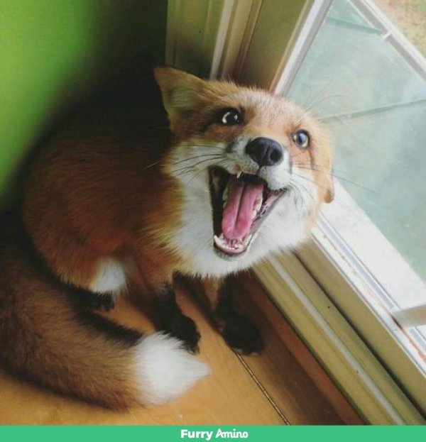 лисичка смеется