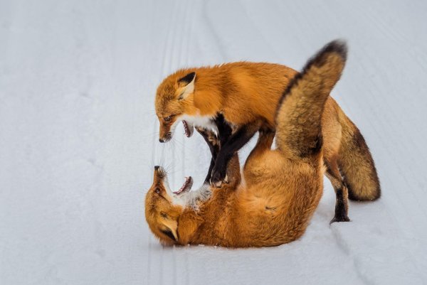 лисы дерутся