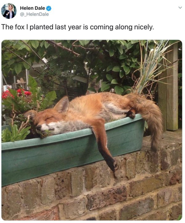 прикольные лисы