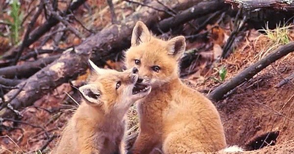 лисенок животные