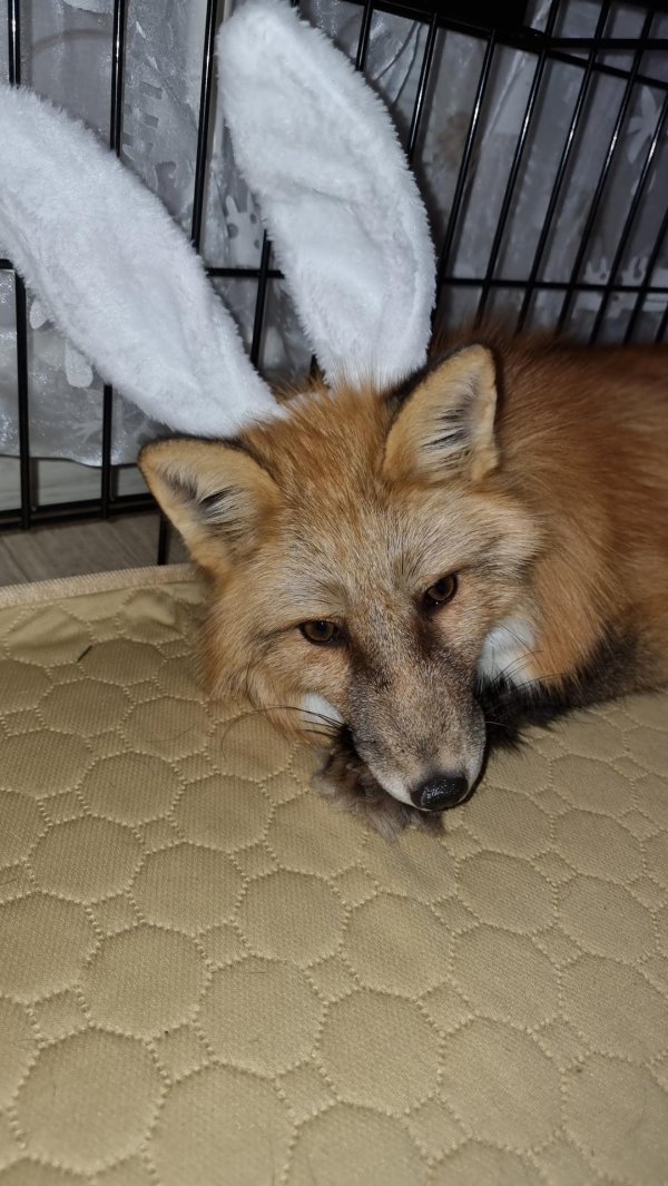 лисица домашняя