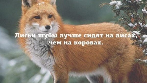 рассказ о лисе 2 класс окружающий мир