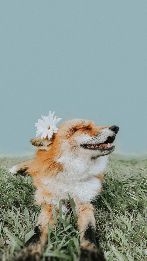 довольная лиса