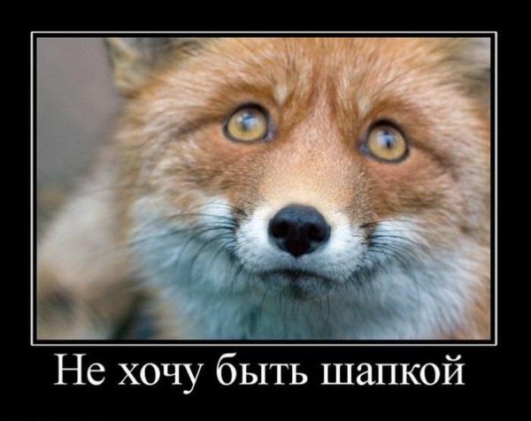 лисица обыкновенная лисица