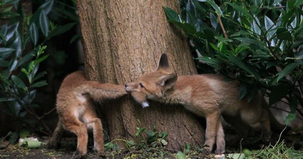 детеныши лисы