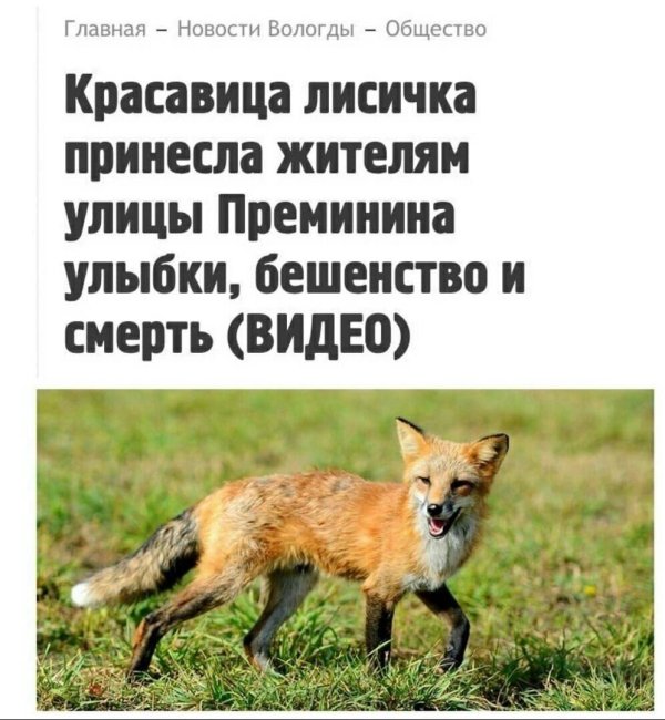 приколы про лисиц