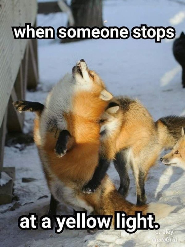 прикольные лисы