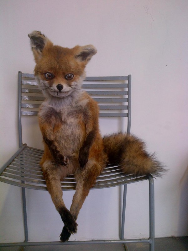 упоротый лис