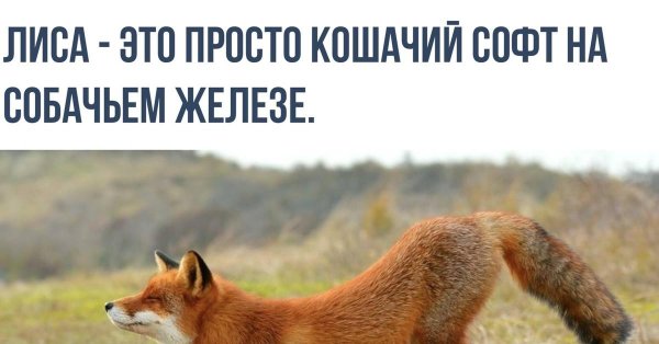 обыкновенная лисица