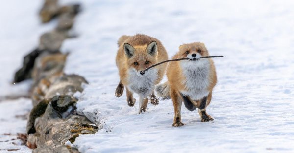 лисенок животные