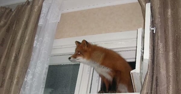 лиса в окне