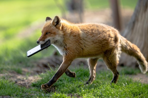 лиса прикольная