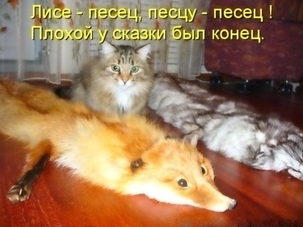 смешные истории про животных