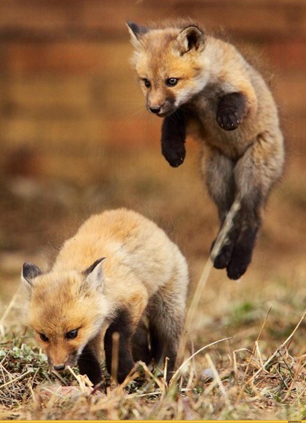 милые детеныши животных