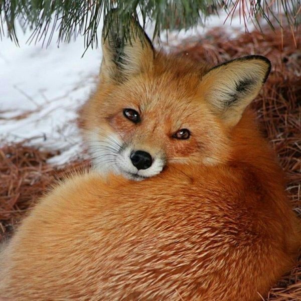 обыкновенная лисица