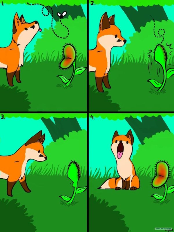 мемы с лисой