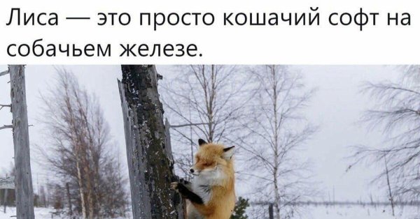 приколы про лису