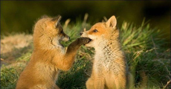 маленькие лисята