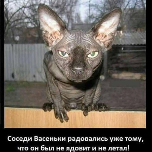 канадские сфинксы