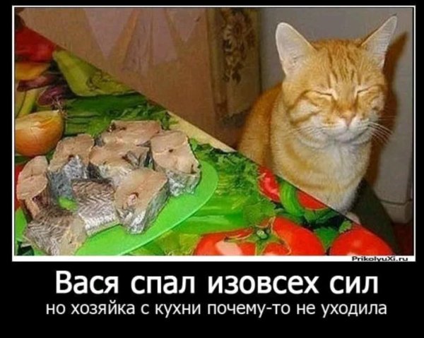 вась вась