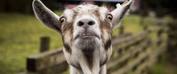 козья морда