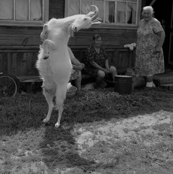 деревня козу