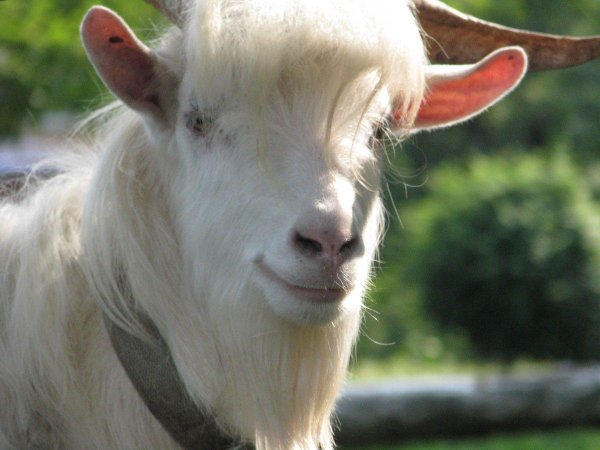 козья морда