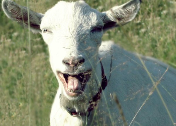 козья морда