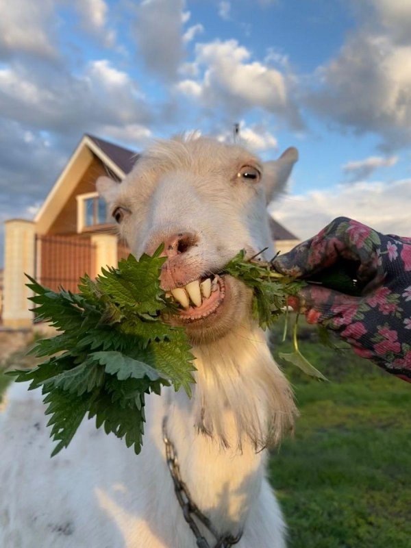 козел жует траву