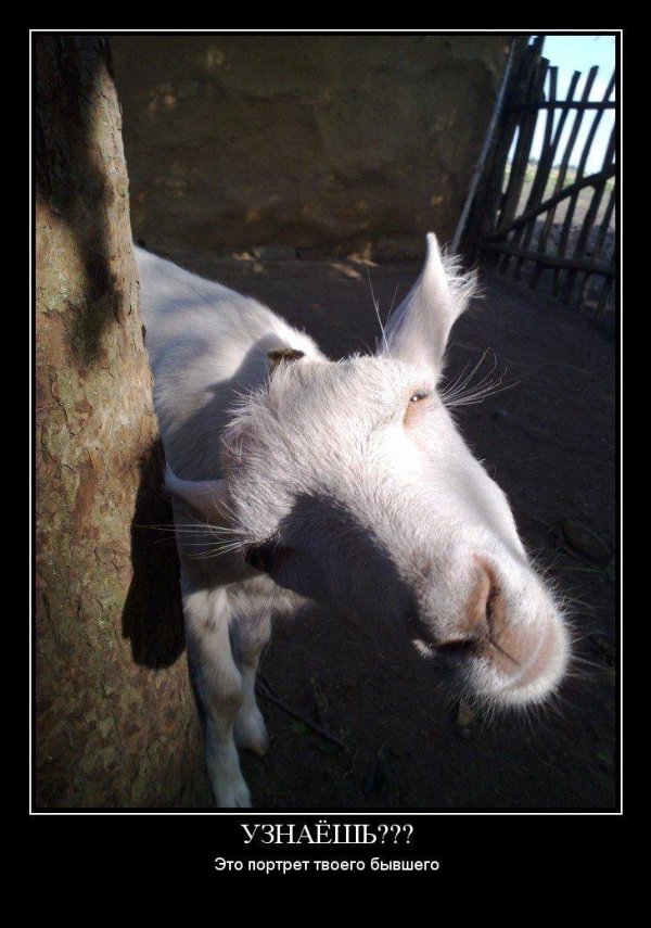 шутка про коз