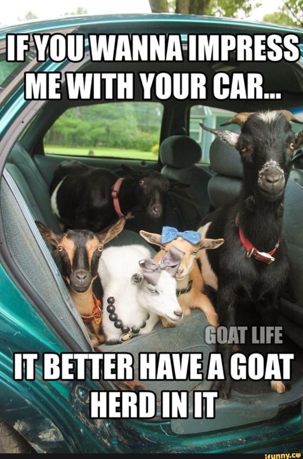 keeping goats
