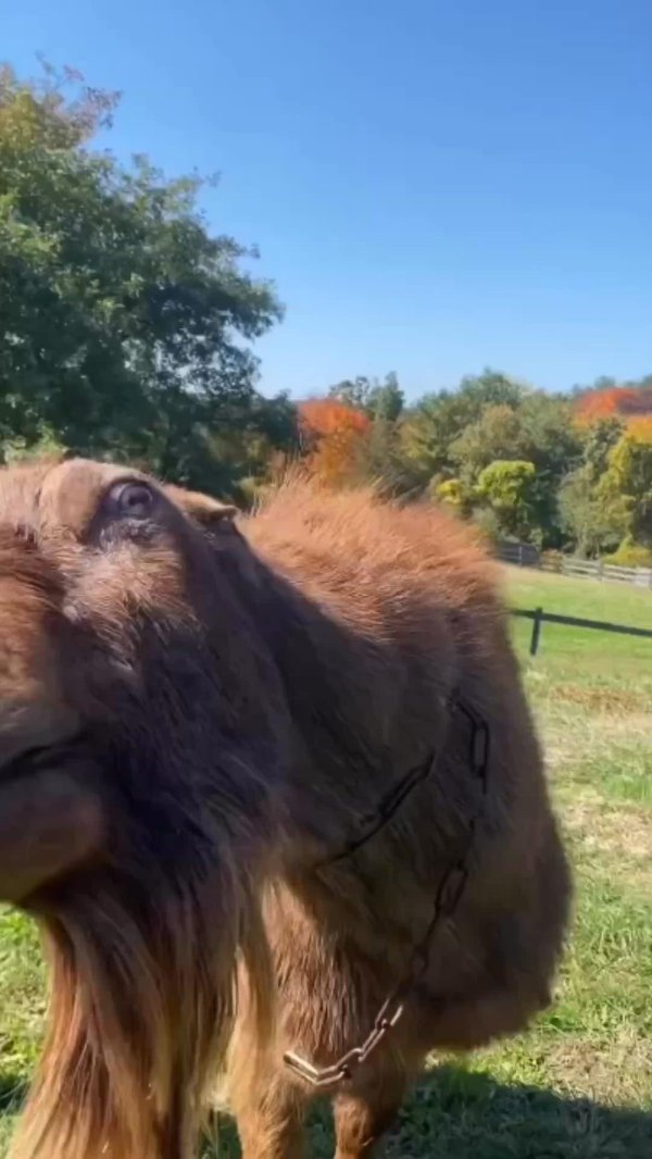 животные юмор