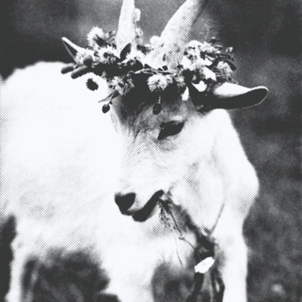 милая козочка