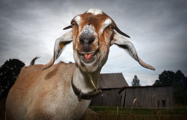 козел красивый