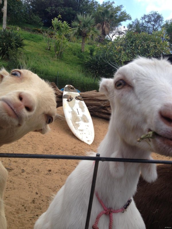 счастливые животные