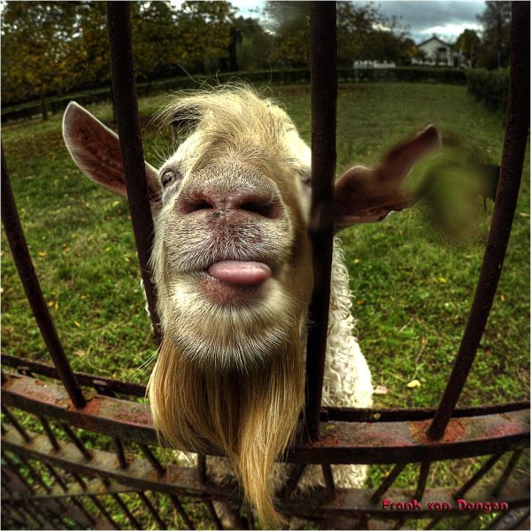 козья морда