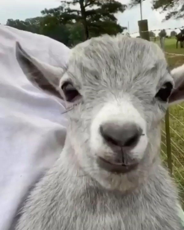 маленькие козлята