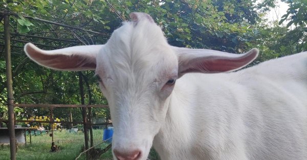 старый козёл