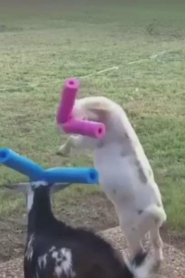 смешные фотографии животных