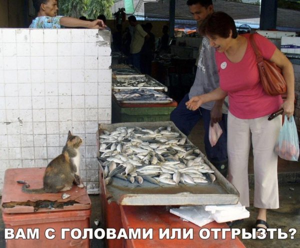 вы продаёте рыбов оригинал