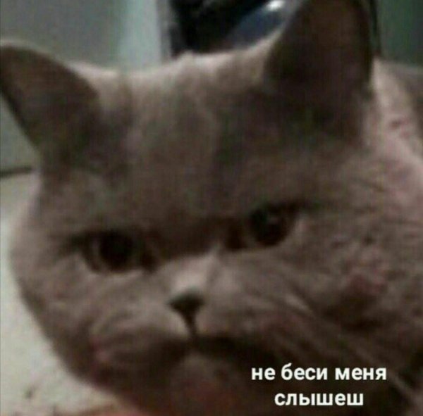 меме кот