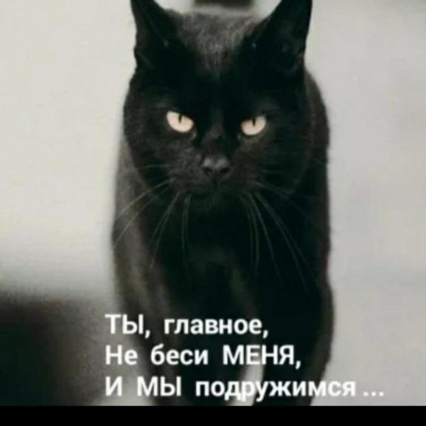 черная кошка