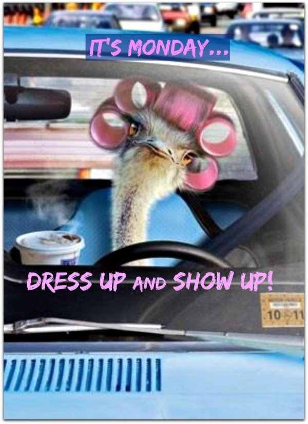 страусы эму