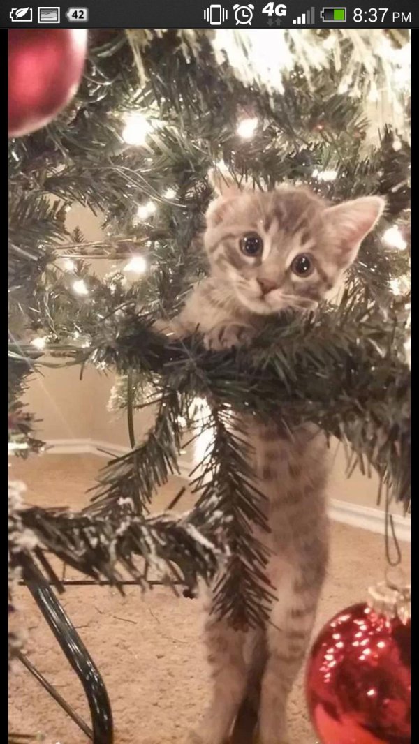 котёнок и ёлка