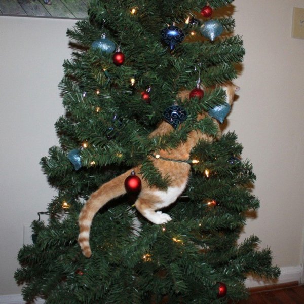 самые смешные елки