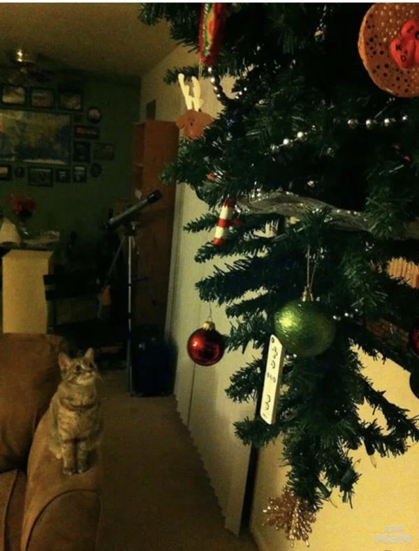 кот на елке