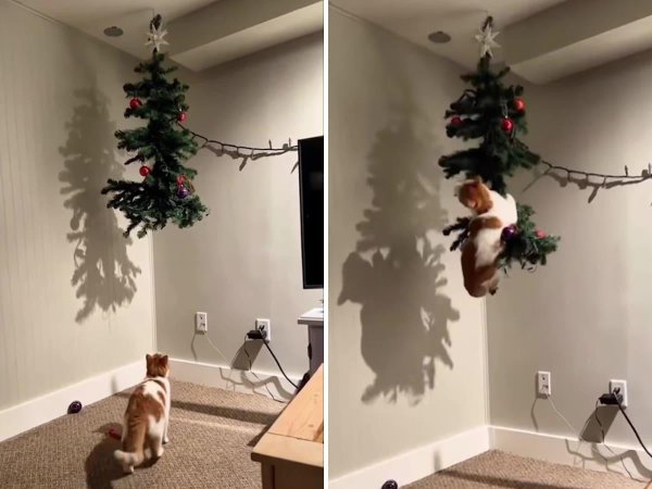 самые смешные елки