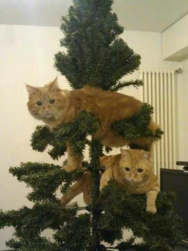 смешные новогодние животные
